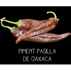 Piment Pasilla de Oaxaca