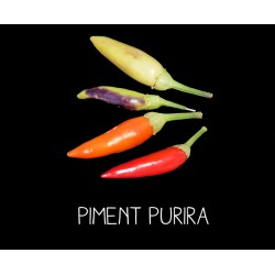 Piment Purira