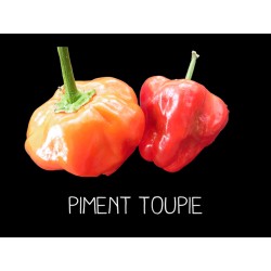 Piment Toupie