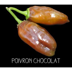 Poivron chocolat