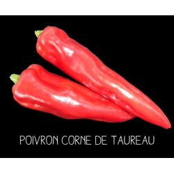 Poivron corne de taureau