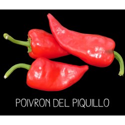 Poivron del piquillo