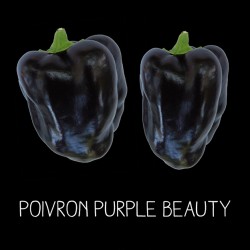 Poivron purple beauty