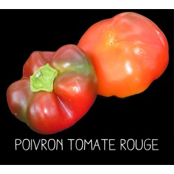 Poivron tomate rouge