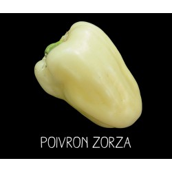 Poivron zorza