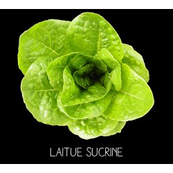Laitue sucrine