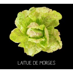 Laitue de Morges