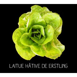 Laitue hâtive de Erstling