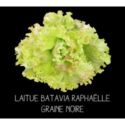 Laitue batavia Raphaëlle