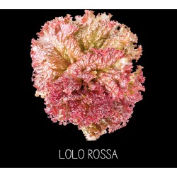 Laitue Lolo Rossa