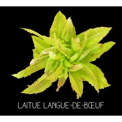 Laitue langue-de-bœuf