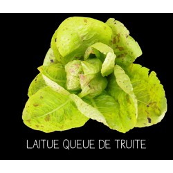 Laitue queue de truite