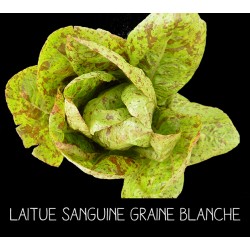 Laitue Mouchetée de Salasc...