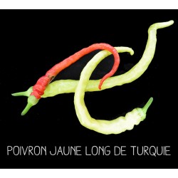 Poivron jaune long de Turquie