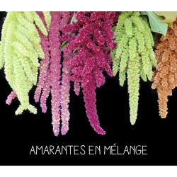Amarantes en mélange