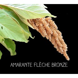 Amarante flèche bronze