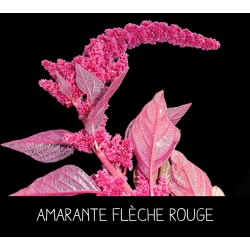 Amarante flèche rouge