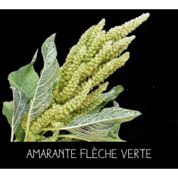 Amarante flèche verte
