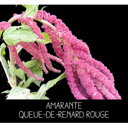 Amarante queue-de-renard...