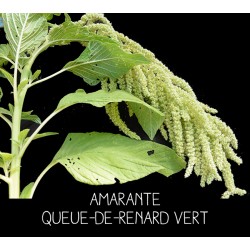 Amarante queue-de-renard...