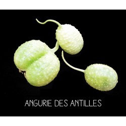 Angurie des Antilles -...