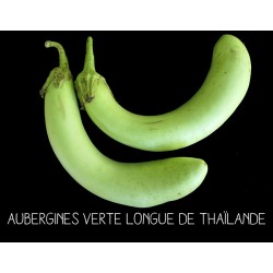 Aubergines verte longue de...