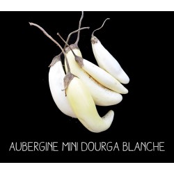Aubergine mini dourga blanche