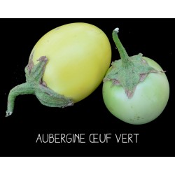 Aubergine œuf vert