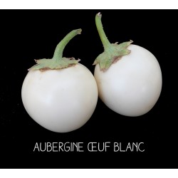 Aubergine œuf blanc