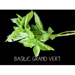 Basilic grand vert -...
