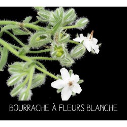 Bourrache à fleurs blanche