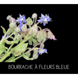 Bourrache à fleurs bleue -...