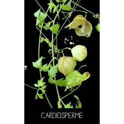 Cardiosperme -...