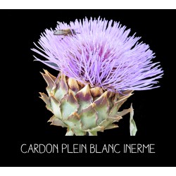 Cardon plein blanc inerme -...
