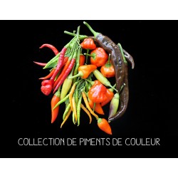 COLLECTION DE PIMENTS DE...