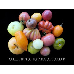 COLLECTION DE TOMATES DE...