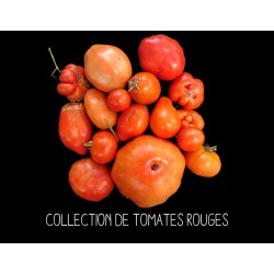 COLLECTION DE TOMATES ROUGES