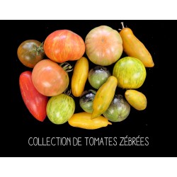 COLLECTION DE TOMATES ZÉBRÉES