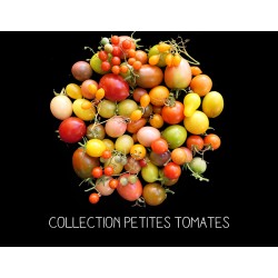 COLLECTION PETITES TOMATES...