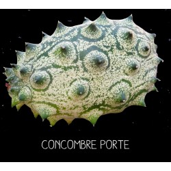 Concombre porte – cornes