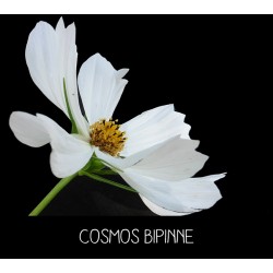 Cosmos Bipinne blanc-...