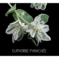 Euphorbe panachée -...