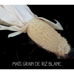 Maïs grain de riz blanc
