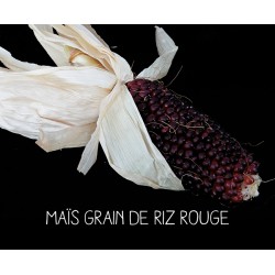 Maïs grain de riz rouge