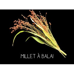 Millet à balai - SORGHUM...