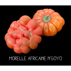 Morelle africaine n’goyo