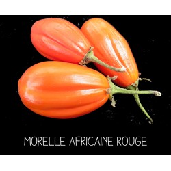 Morelle africaine rouge