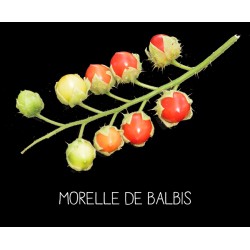 Morelle de Balbis ou tomate...