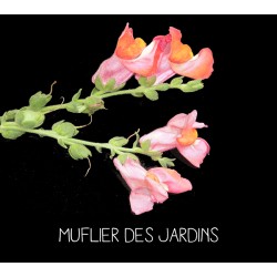 Muflier des jardins -...