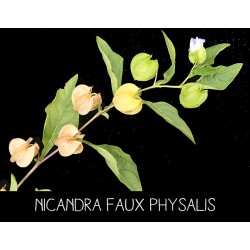 Nicandra faux physalis